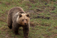 Medvjeda koji je usmrtio džogera u Italiju sele u Njemačku