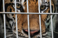 Policija zaplijenila od krijumčara tigra i zamrznutog medvjeda