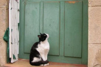 Шта значи кад вам мачка дође испред врата и неће да оде?