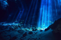 Naučnici u podvodnoj pećini otkrili nepoznato stvorenje bez očiju