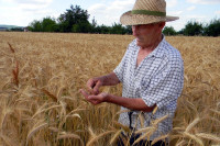 Пшеница неће издати, ни родом ни квалитетом