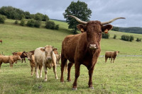 Evrostat: Manje stoke u EU u odnosu na 2023 - koza za pet, a ovaca za tri odsto