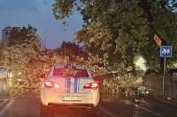 Пало дрво у центру града, трагедија избјегнута за длаку