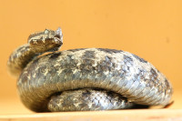 Да ли је ово једна од највећих змија снимљених у Србији икада?