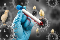 Потврђен први смртни случај код људи од птичијег грипа
