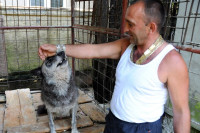 Pritvoren jer je zavezao psa za automobil i vukao ga: Već 35 godina drži vukove bez dozvole