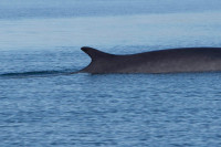 Stiglo upozorenje: U Jadranu viđen kit!