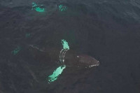 Биолози и стручњаци покушавају да спасу заплетеног грбавог кита