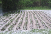 Olujno nevrijeme pričinilo štetu poljoprivrednim usjevima