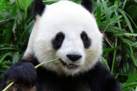 Број џиновских панди у дивљини у Кини порастао на скоро 1.900