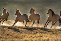Дивљи коњи се враћају у Алтин Дала степу у Казахстану послије око 200 година