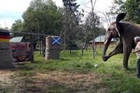 Afrička slonica Bubi predviđa pobjedu Njemačke na otvaranju Evropskog prvenstva (VIDEO)