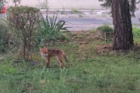 Lisica se prošetala centrom Banjaluke (VIDEO)