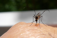 Зашто комарци "нападају" неке људе, а неке не?