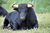 Dva bika pobjegla iz pogona za preradu mesa