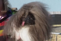 Пекинезер се "окитио" титулом најружнијег пса (ВИДЕО)