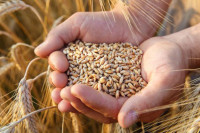 Откупна цијена пшенице поново енигма
