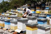 Лоша година за пчеларе: Меда нема ни за пчеле ни за купце