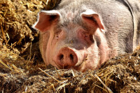 Жену изуједала свиња, пребачена у УКЦ