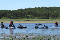 Спашено више од 100 делфина насуканих на обалу у САД-у