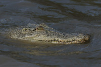 Dječak nestao u Australiji, sumnja se da ga je napao krokodil