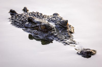 Пронађени остаци дјевојчице (12) коју је напао крокодил