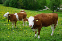 За три године Црна Гора остала без 10.000 крава музара