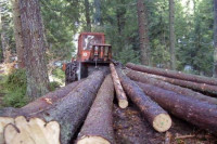 Potvrđene optužnice protiv nekadašnjih direktora "Šuma Srpske" i šumskih gazdinstava