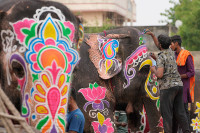 Slon se razjario tokom vjerske procesije, povrijeđeno 13 osoba