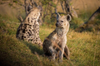 Odbjegla hijena izazvala paniku u gradu