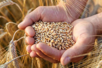 Квалитет пшенице бољи него лани, цијена незнатно већа