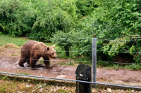 Угрожени медвједи добијају уточиште у Српској!