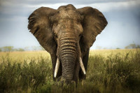 Слонови прегазили туристу пред очима вјеренице