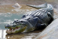 Крокодили ушли у градове након обилних падавина