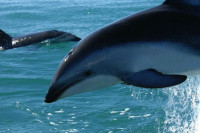 Масовно насукавање делфина код Кејп Кода, највеће у историји САД