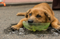 Топлотни удар код паса: Ветринар открива симптоме и које расе су најугроженије