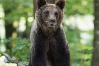 Медвјед напао туристу у Италији