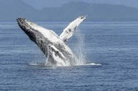 Сјеверноатлантски кит виђен у ирским водама први пут у 114 година