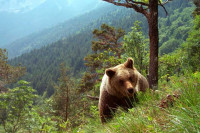 Суд суспендовао налог за убијање медвједа који је напао туристу