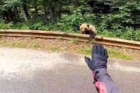 Nevjerovatan video: Medvjed stajao uz cestu, motociklist ga „pitao za put do Valjeva“