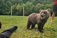 Власник етно села у Црној Гори у борби са институцијама да задржи младунче медвједа