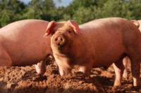 Potvrđena tri slučaja Afričke kuge svinja u Hercegovini