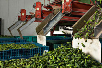 Uvoz obara otkupnu cijenu povrća i voća