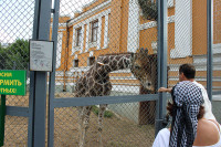 Uginula žirafa Samson, maskota moskovskog ZOO vrta