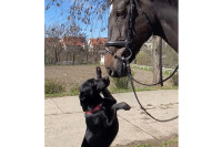 Удомљени пас Милица дио чете коњаника Полицијске бригаде (ФОТО, VIDEO)