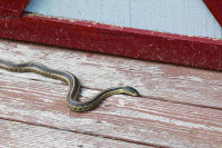Ако вам змија уђе у кућу, ово су три методе да је безбједно уклоните
