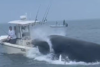 Узнемирујући видео: Грбави кит преврће брод на ком су била двојица морнара