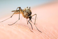 Вирус Западног Нила потврђен у Србији: Жена преминула након убода комарца