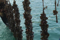 Незапамћени помор дагњи у Малостонском заливу