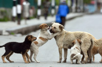 Турска усвојила закон о уклањању паса са улица, опозиција обећала жалбу